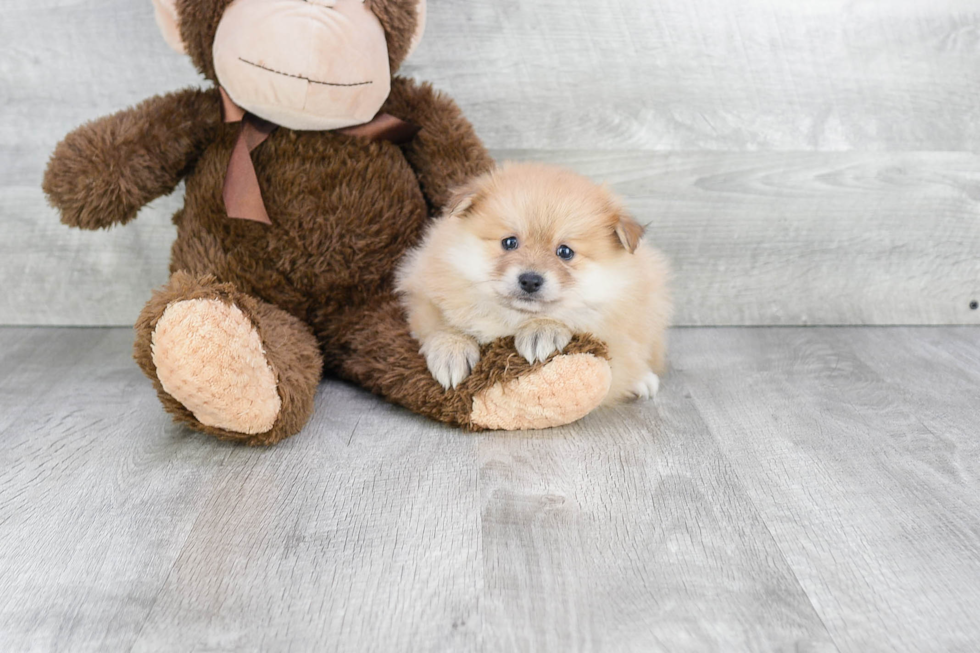 Pomeranian Pup Being Cute