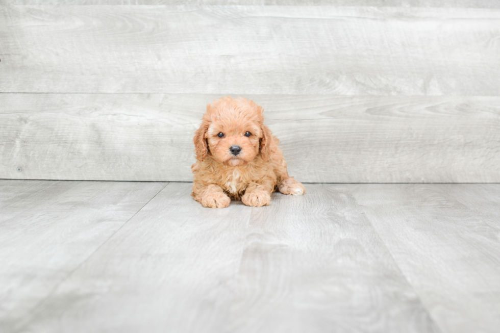 Small Cavapoo Baby