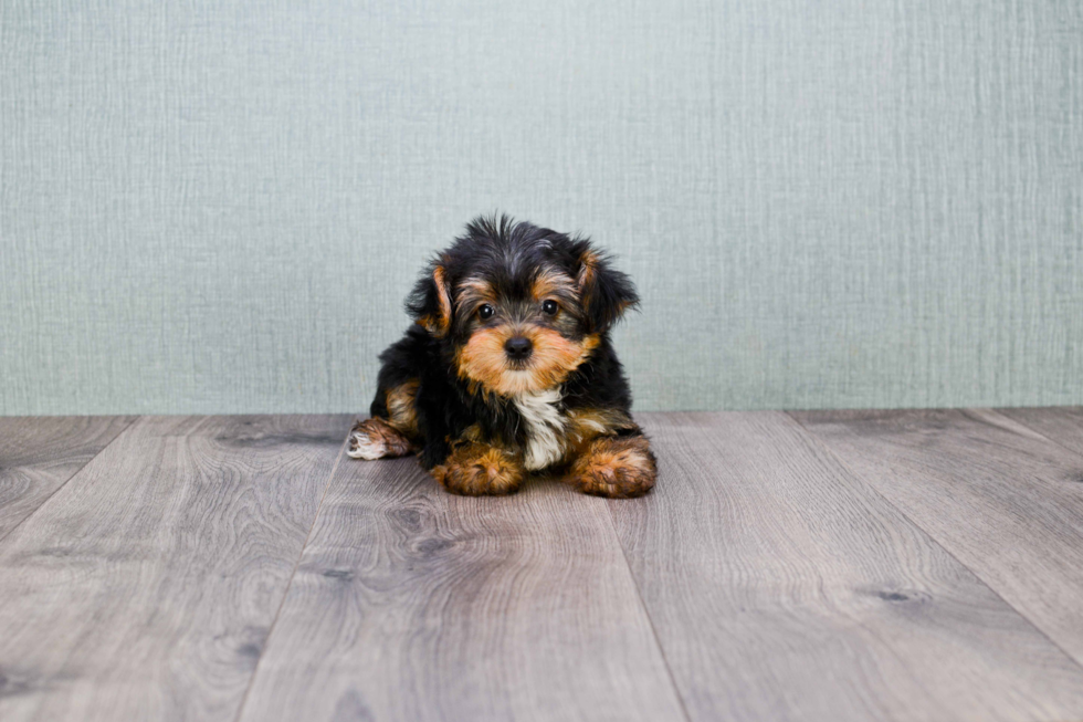 Meet Diddy - our Yorkshire Terrier Puppy Photo 