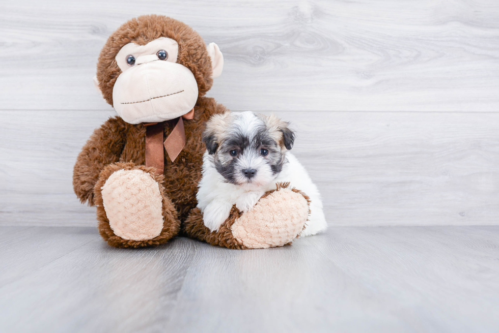 Havanese Puppy for Adoption