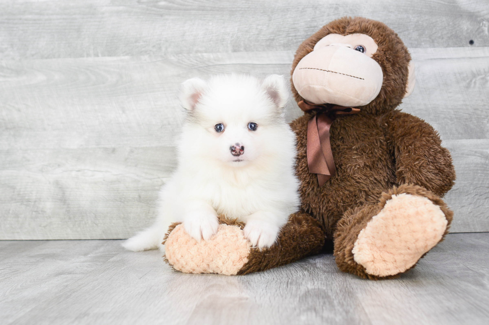 Adorable Mini Husky Designer Puppy