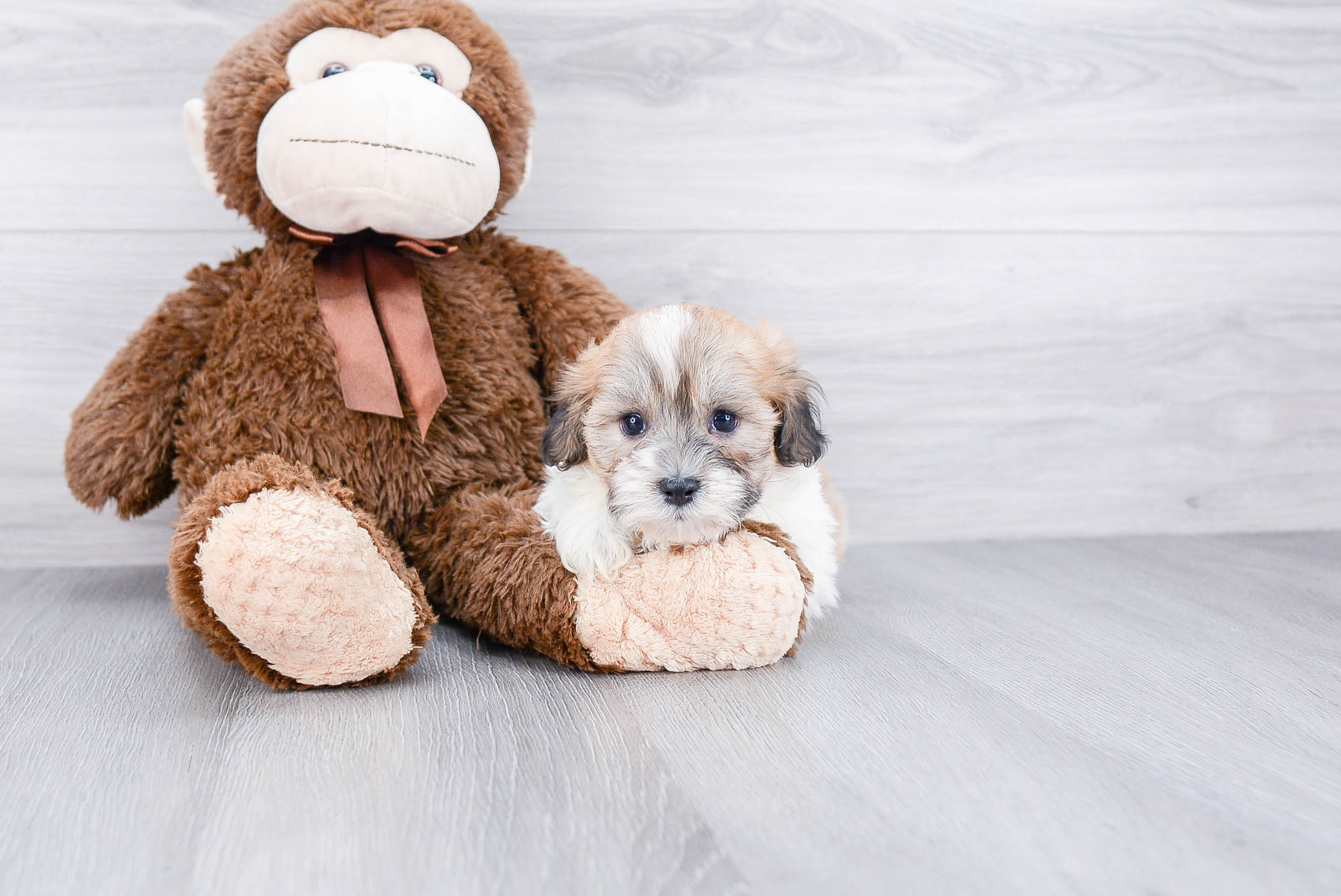 Teddy Bear Puppy for Adoption