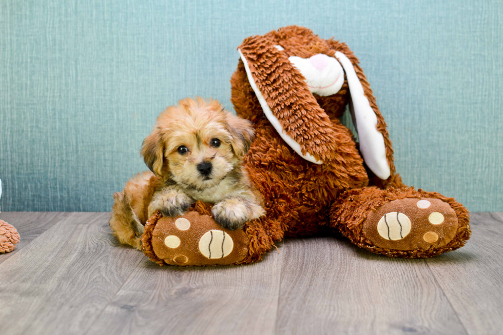 Morkie Puppy for Adoption