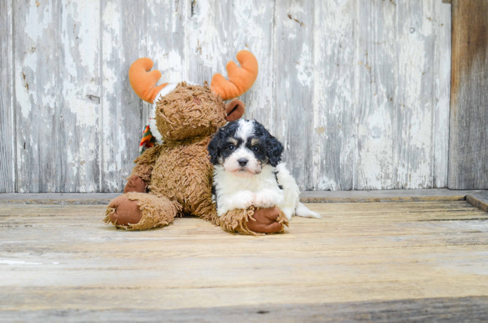 Best Cavachon Baby