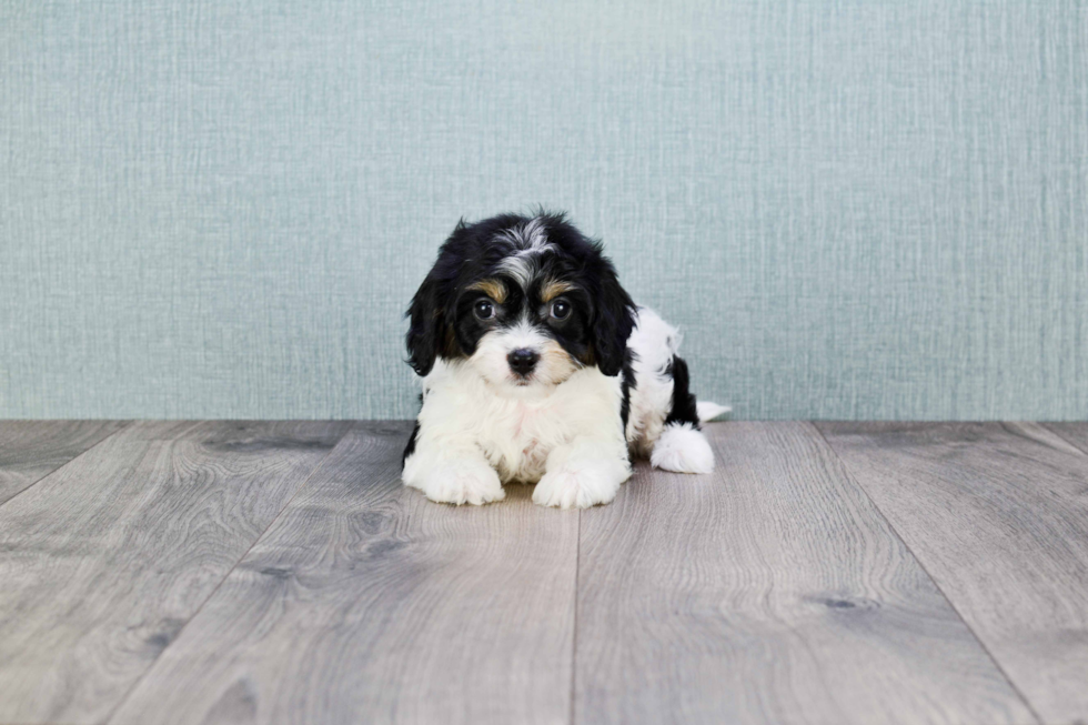 Popular Cavachon Designer Pup