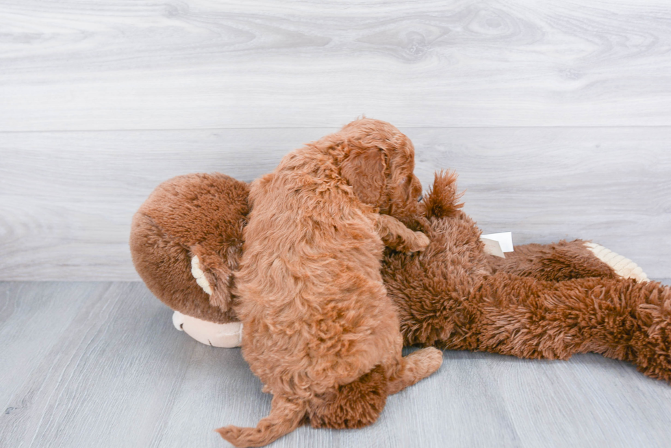 Mini Goldendoodle Pup Being Cute