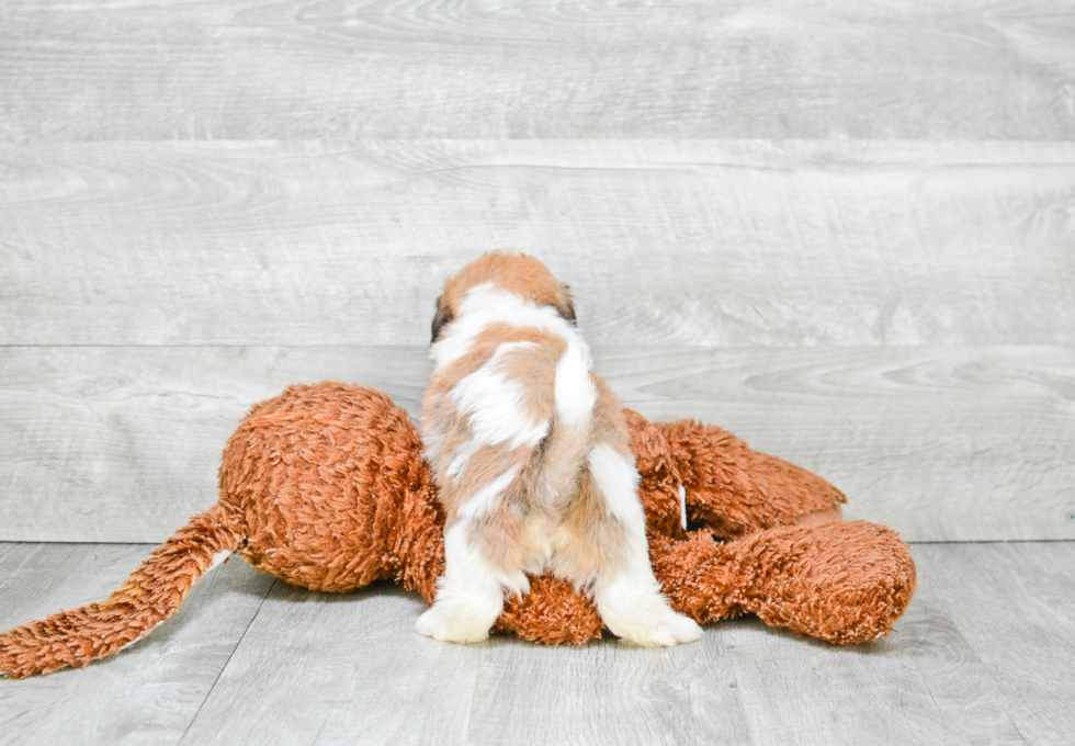 Playful Shichon Designer Puppy