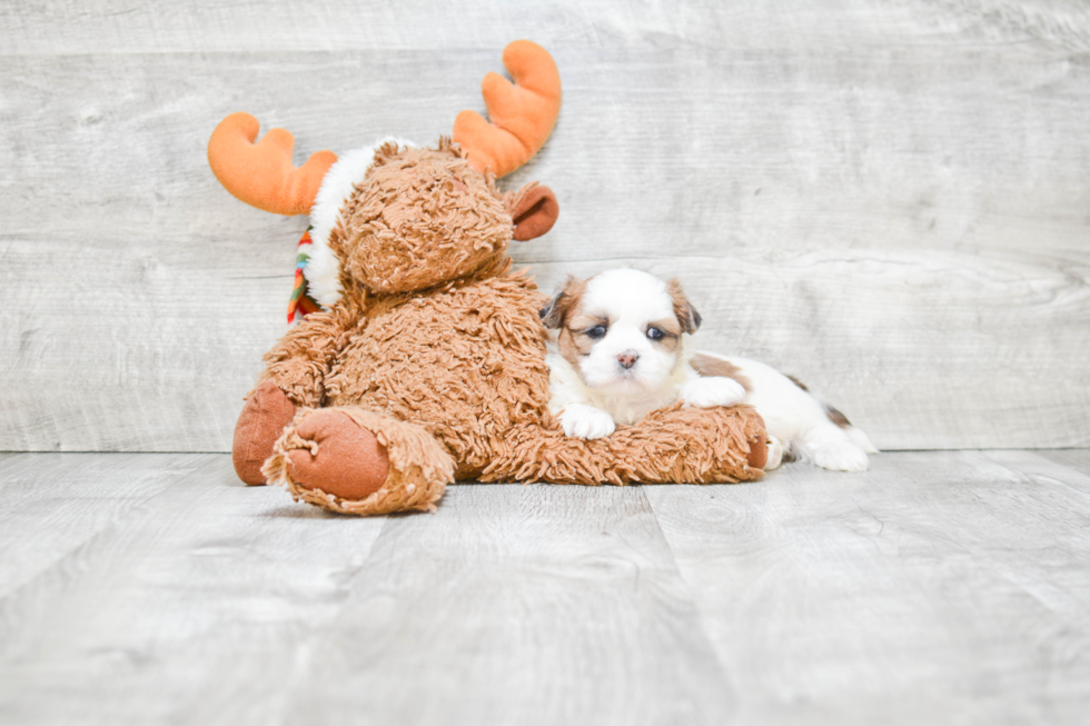 Teddy Bear Puppy for Adoption