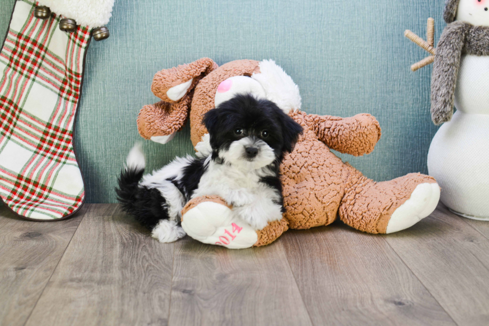 Energetic Havanese Purebred Puppy