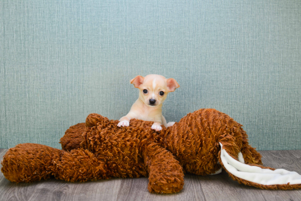 Cute Chihuahua Mix Puppy