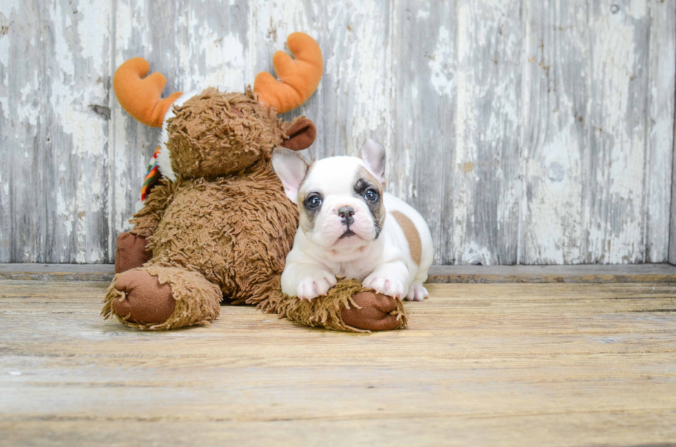 Best French Bulldog Baby