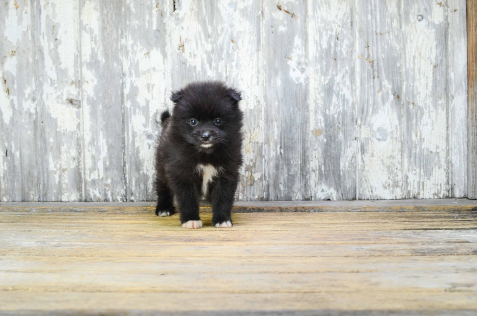 Akc Registered Pomeranian Purebred Pup