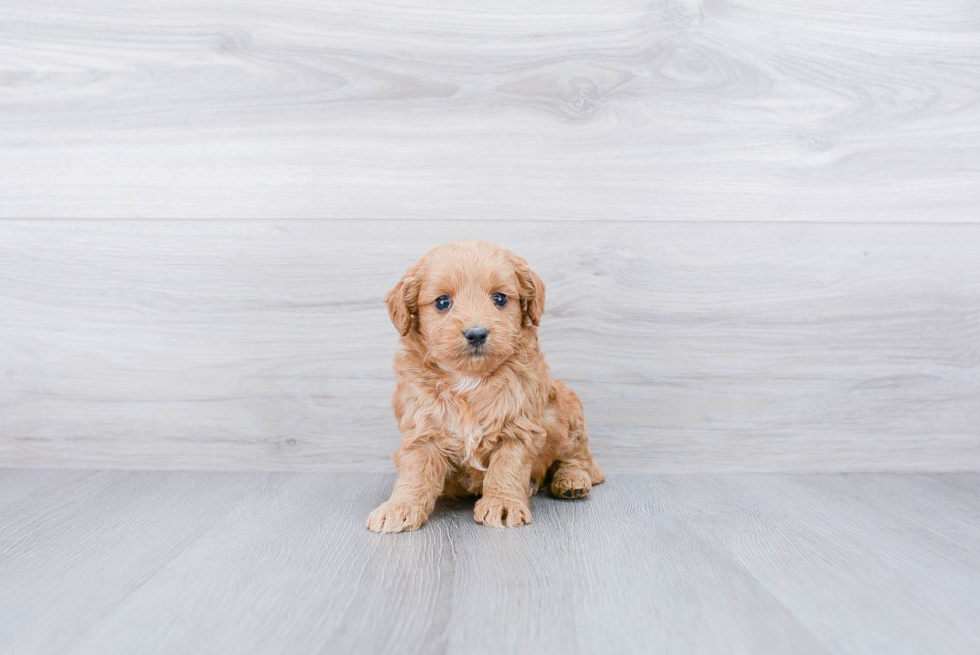 Funny Mini Goldendoodle Poodle Mix Pup