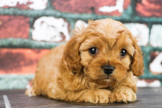 Best Cavapoo Baby