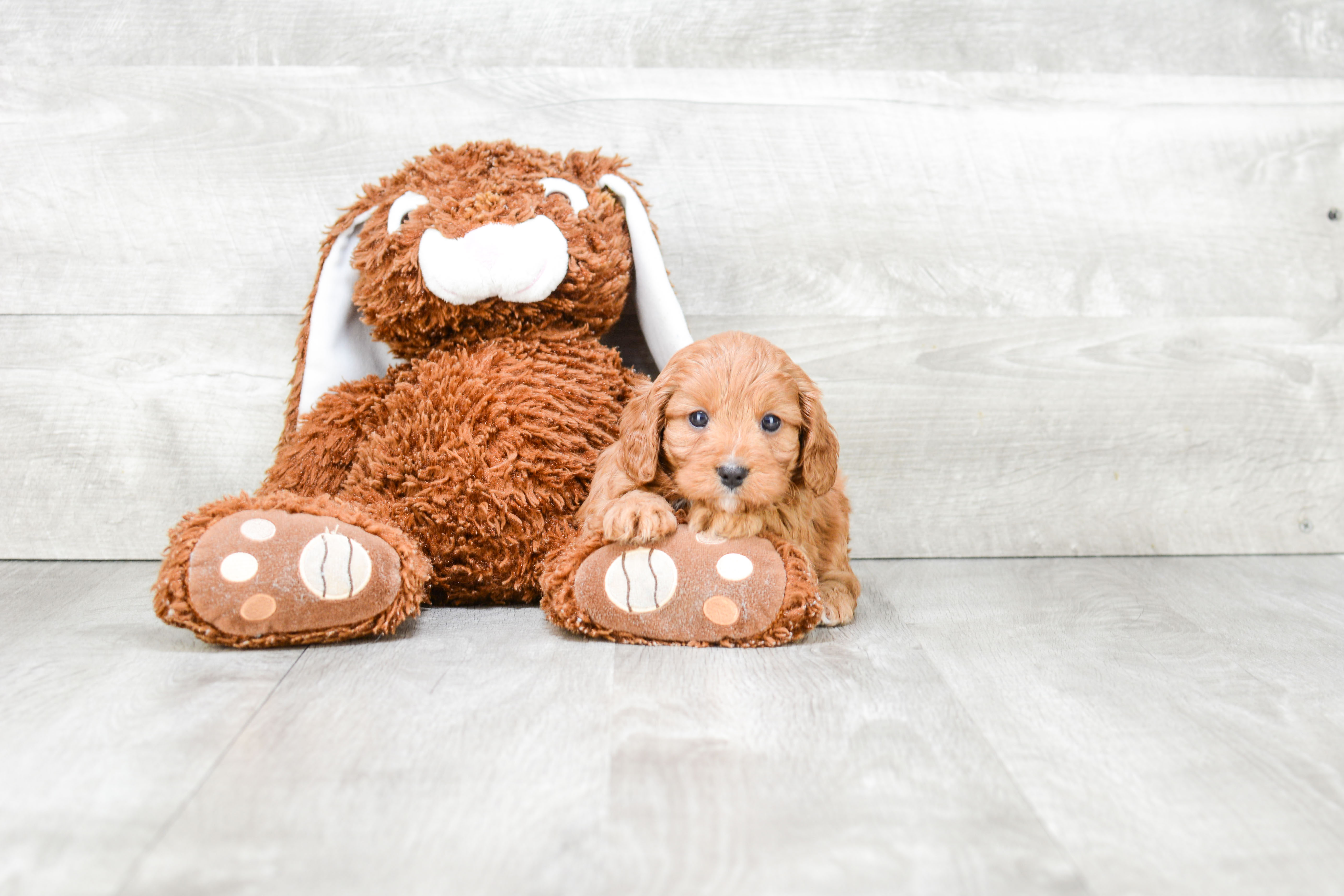 Best Cavapoo Baby
