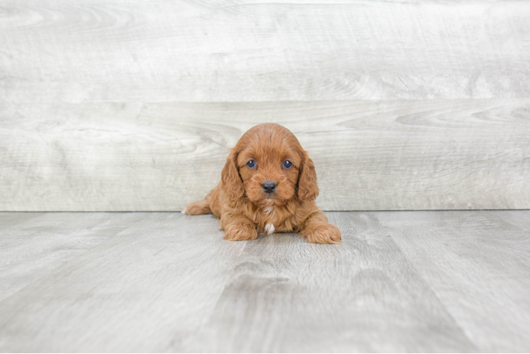 Cavapoo Puppy for Adoption