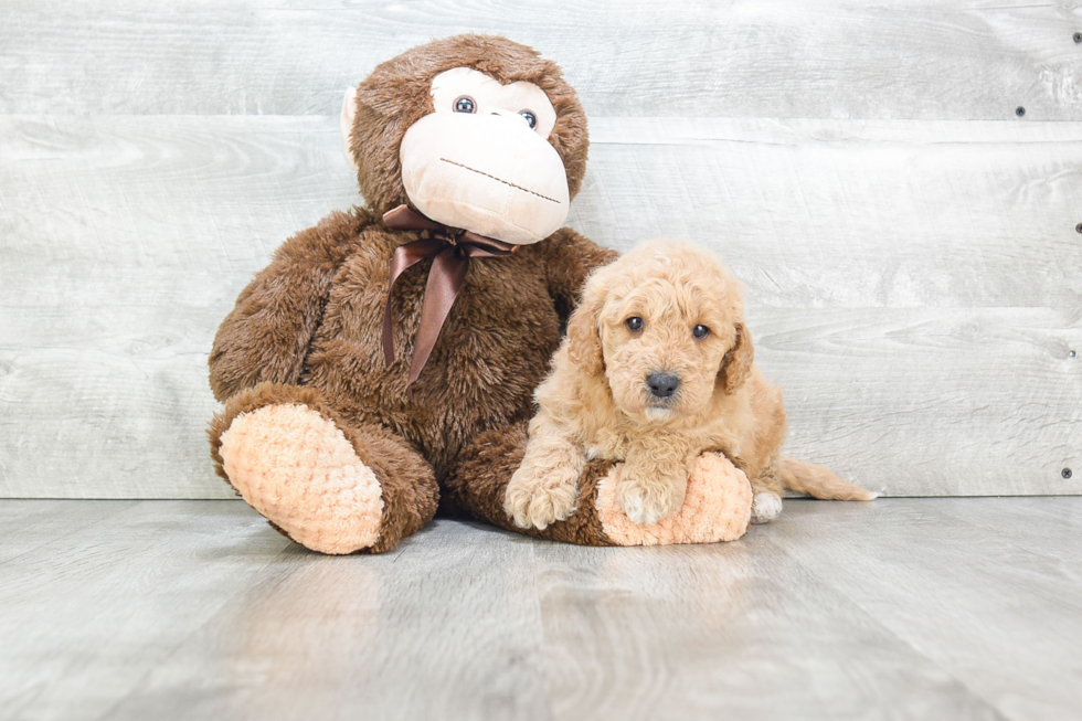 Fluffy Mini Goldendoodle Poodle Mix Pup