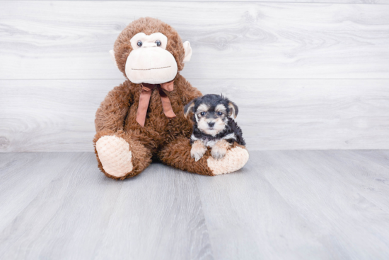 Morkie Pup Being Cute