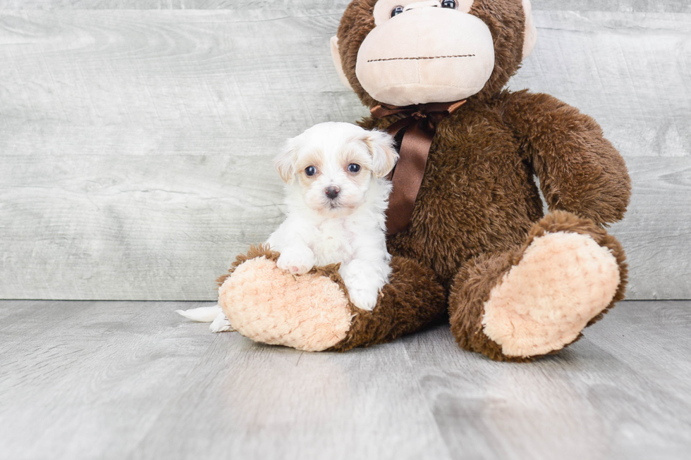 Best Maltipoo Baby