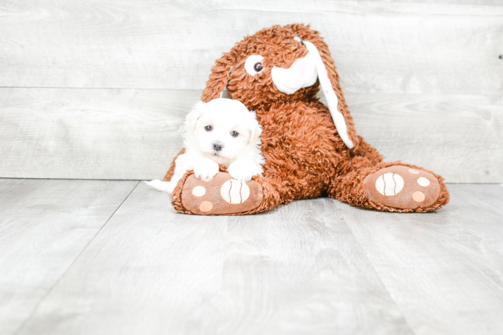 Havanese Pup Being Cute