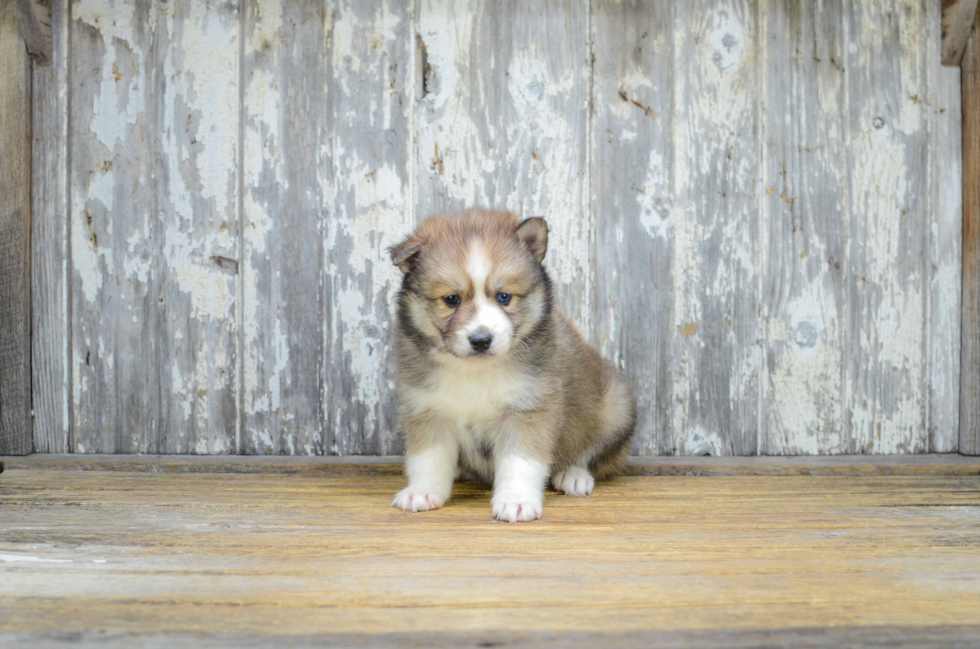 Pomsky Pup Being Cute