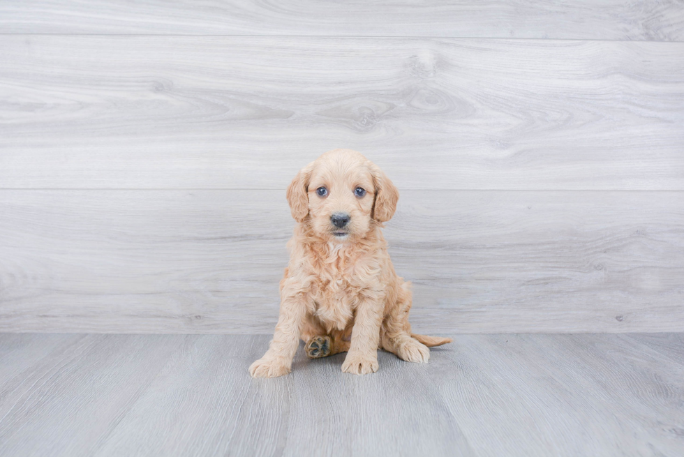 Popular Mini Goldendoodle Poodle Mix Pup