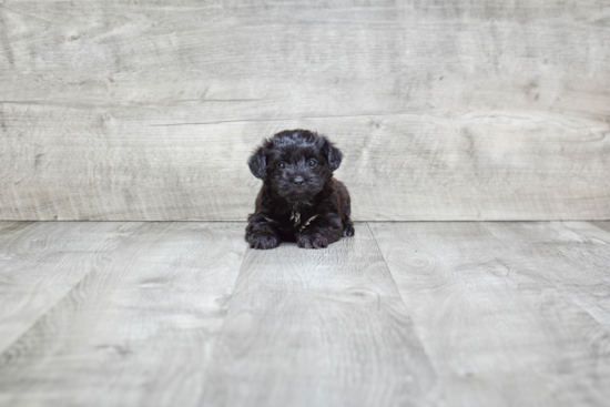 Morkie Puppy for Adoption