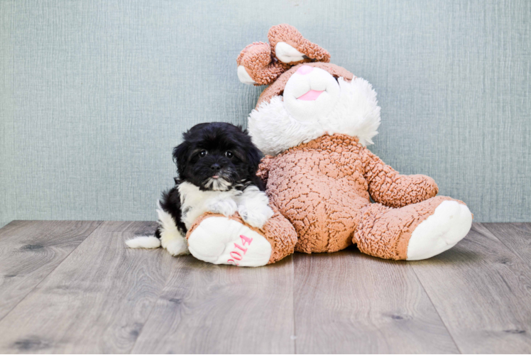 Hypoallergenic Havanese Purebred Pup