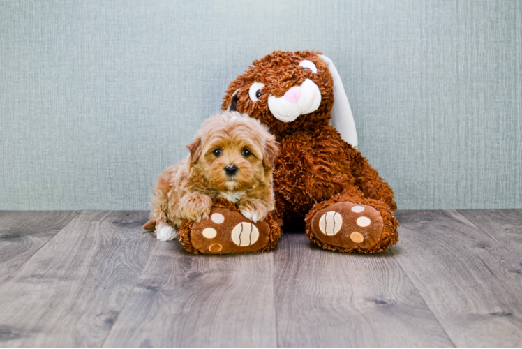 Maltipoo Puppy for Adoption