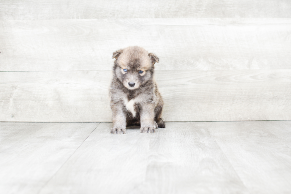 Pomsky Puppy for Adoption