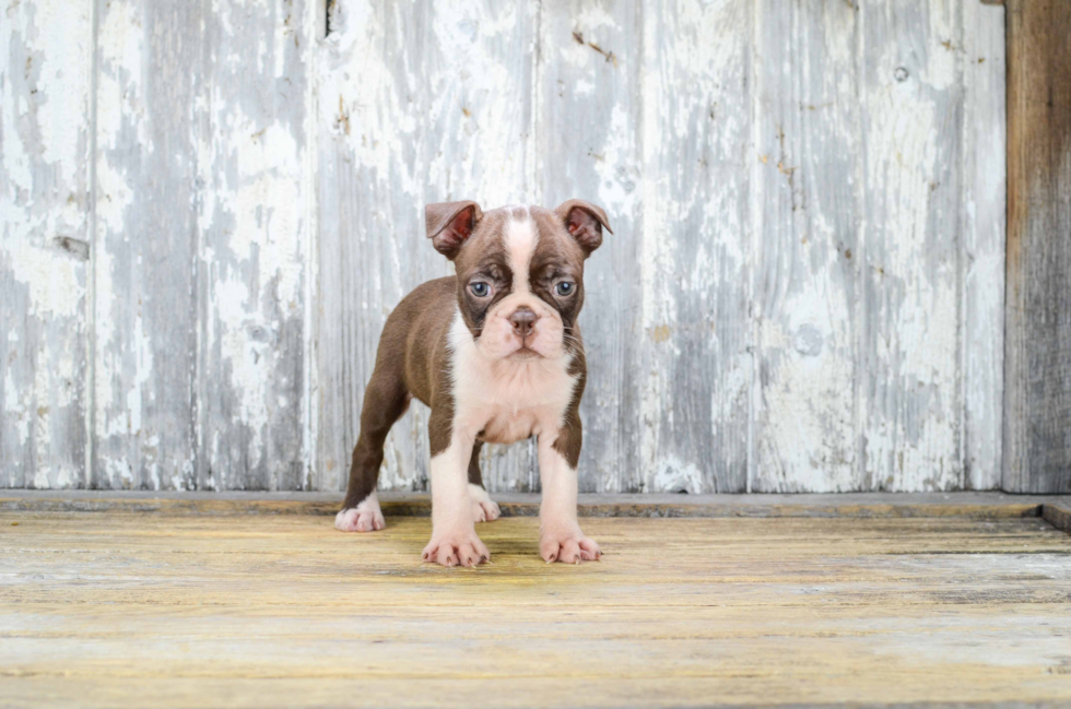 Boston Terrier Puppy for Adoption