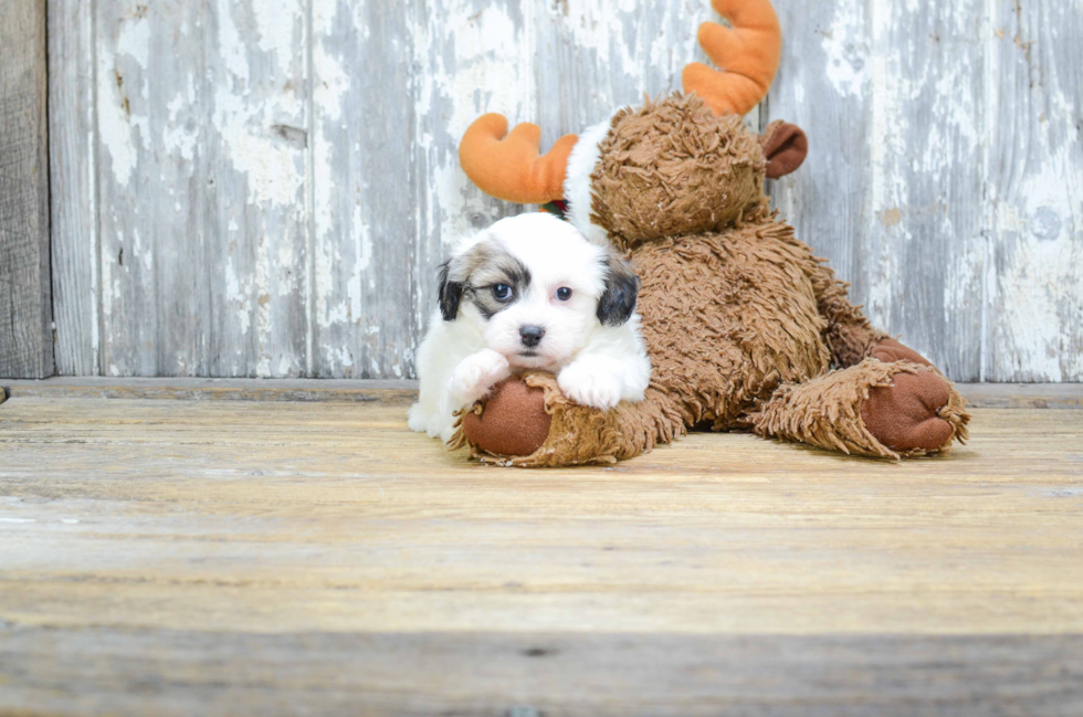 Teddy Bear Pup Being Cute