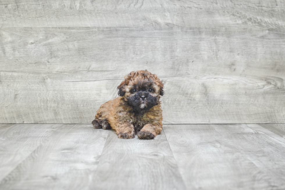 Teddy Bear Puppy for Adoption