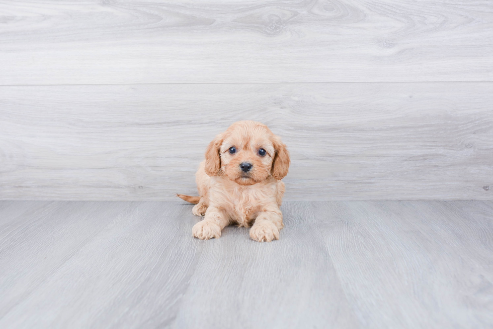 Fluffy Cavapoo Poodle Mix Pup