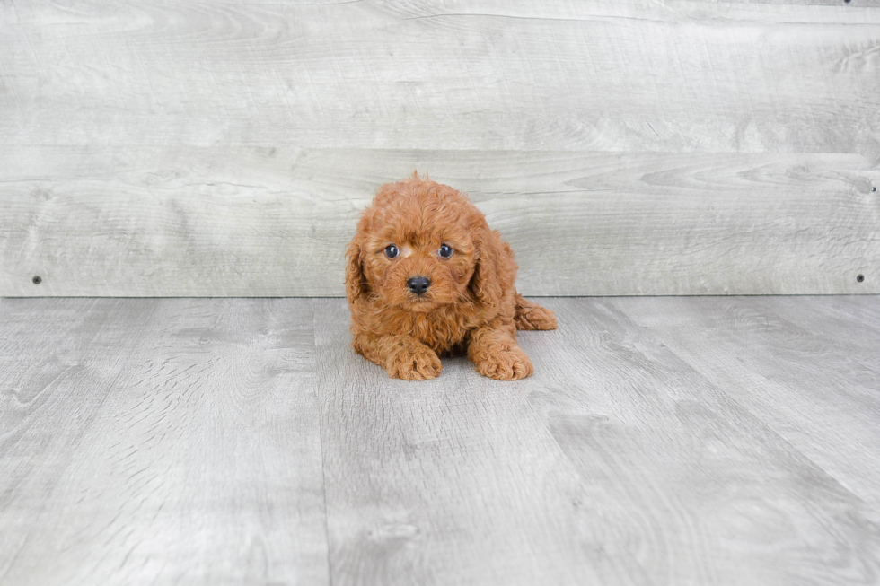 Cavapoo Pup Being Cute