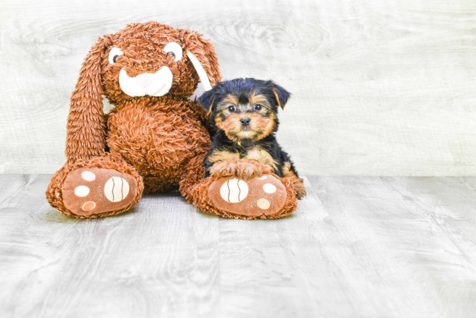 Meet Goldie - our Yorkshire Terrier Puppy Photo 