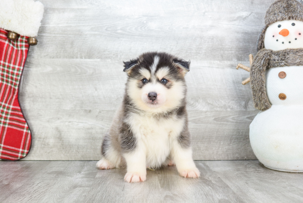 Best Pomsky Baby