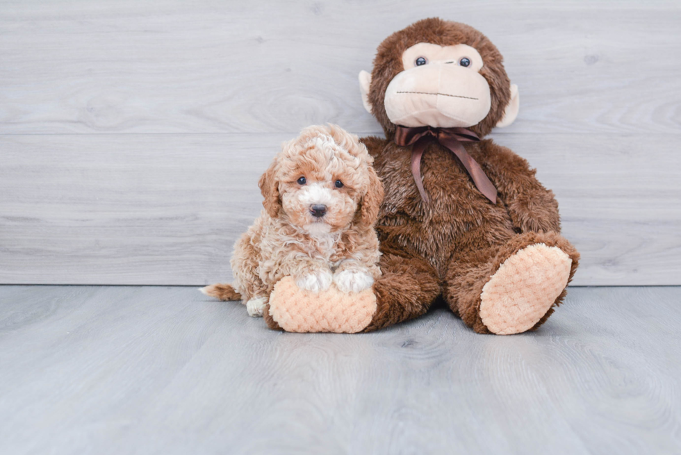 Friendly Mini Goldendoodle Baby