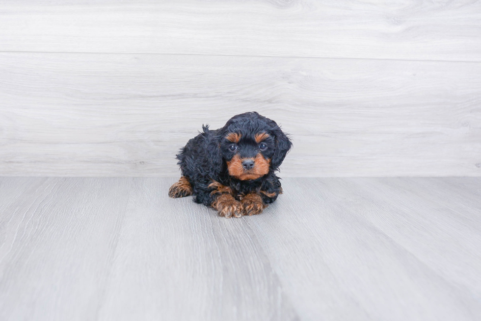 Energetic Cavoodle Poodle Mix Puppy