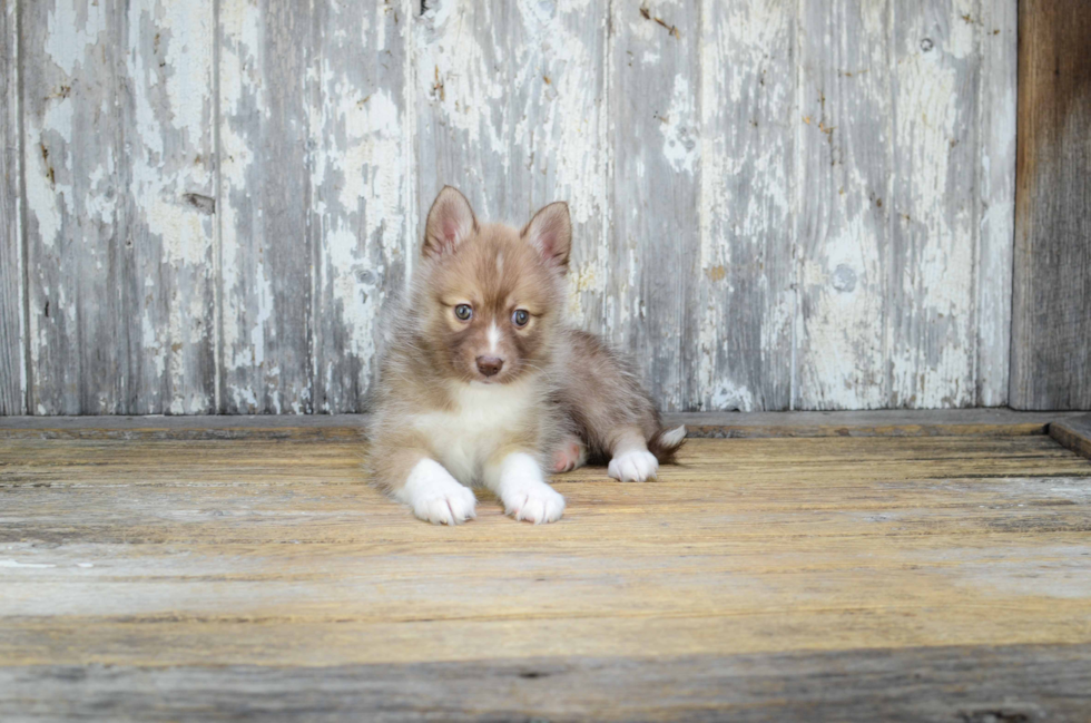 Playful Mini Husky Designer Puppy