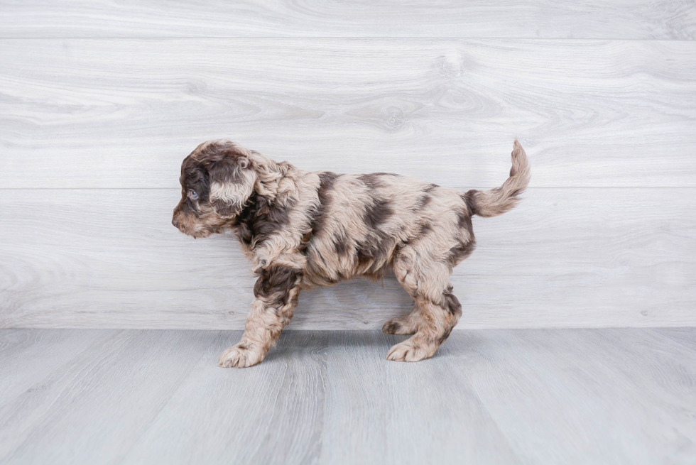 Playful Golden Retriever Poodle Mix Puppy