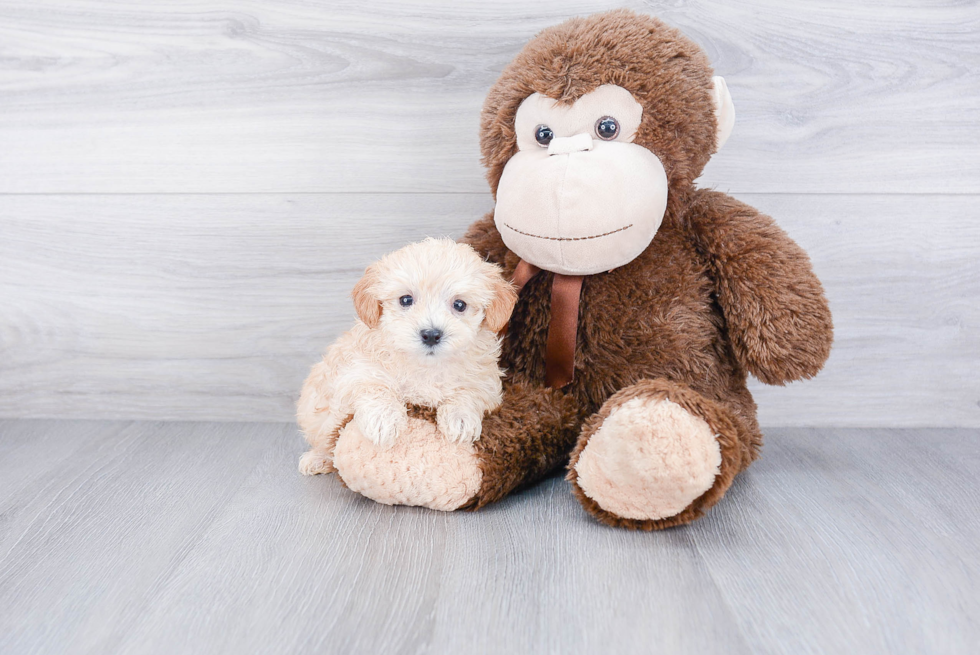 Cute Maltipoo Baby
