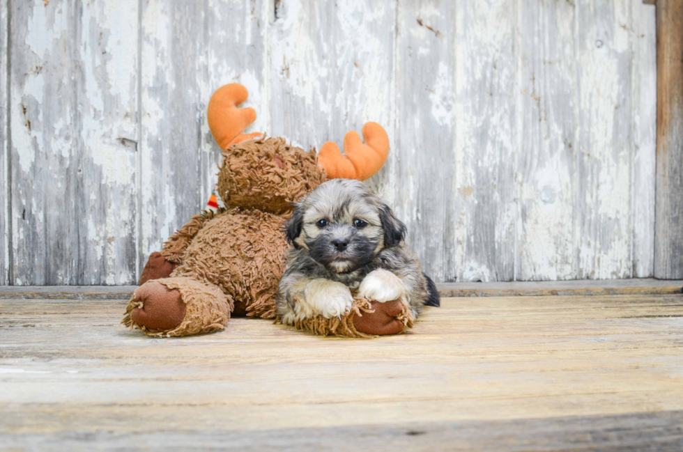 Popular Teddy Bear Designer Pup