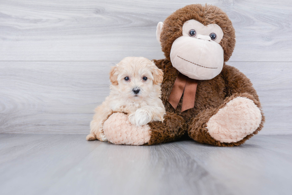 Maltipoo Puppy for Adoption