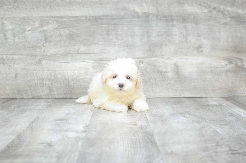 Havanese Puppy for Adoption