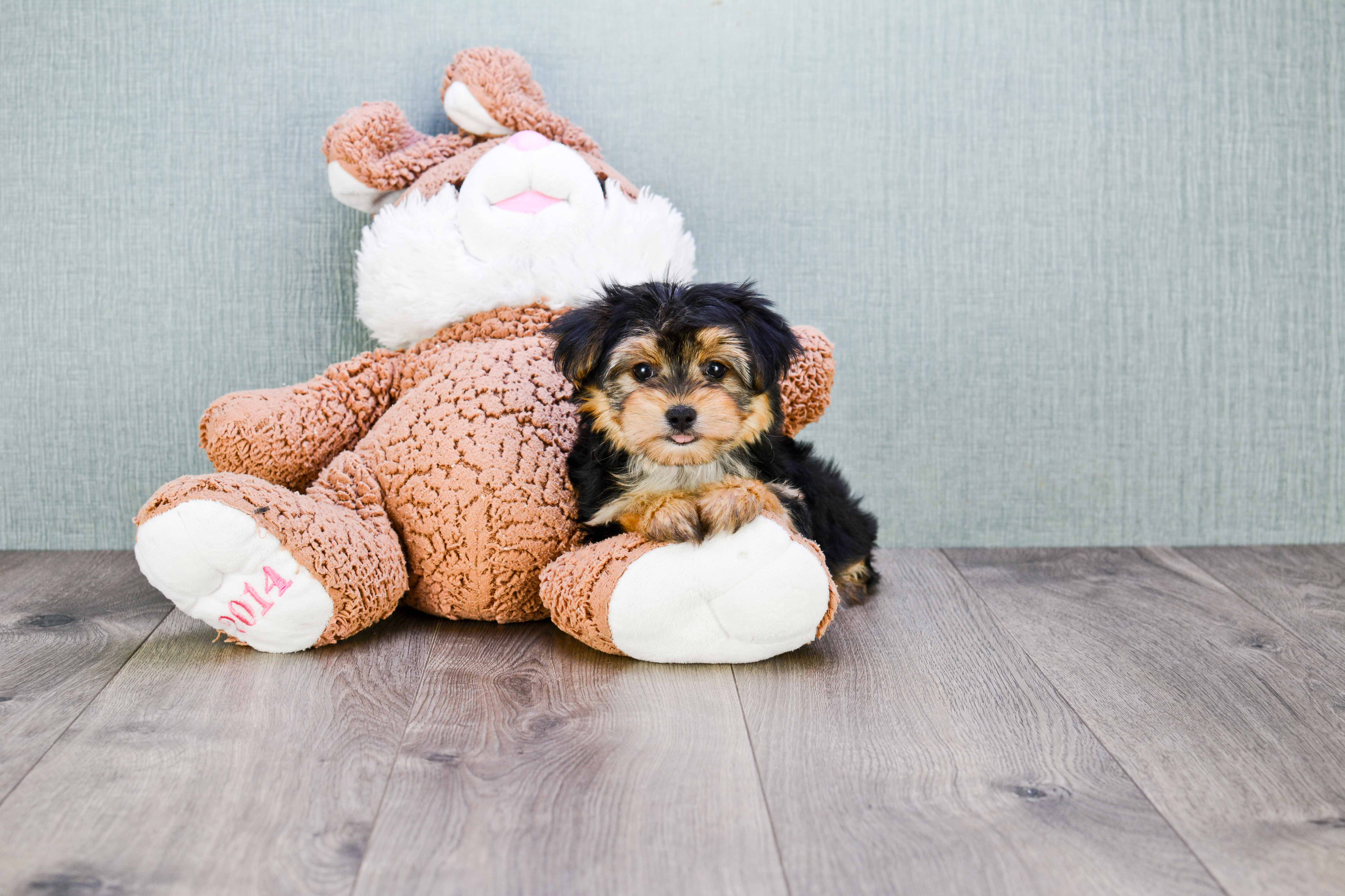 Sweet Morkie Baby