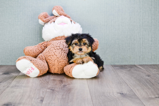 Sweet Morkie Baby