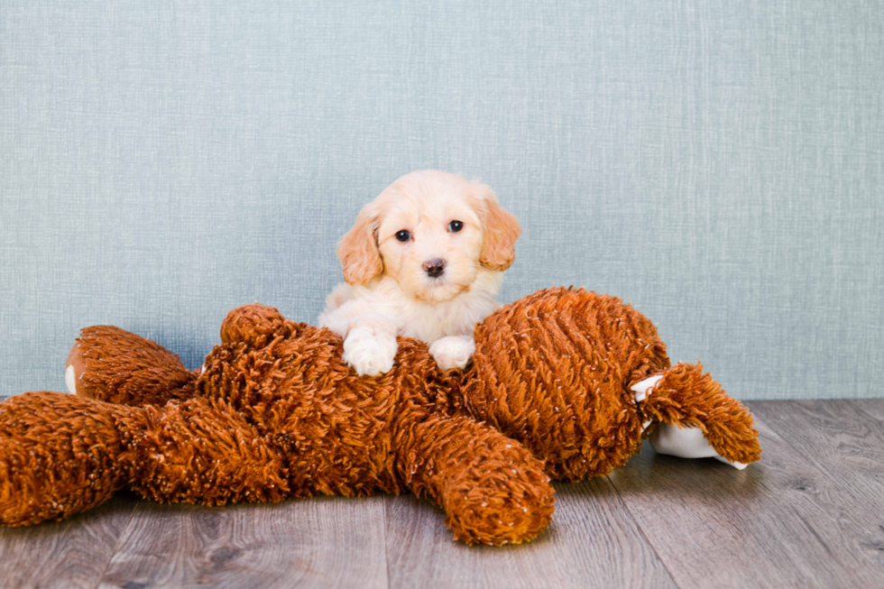 Hypoallergenic Golden Retriever Poodle Mix Puppy