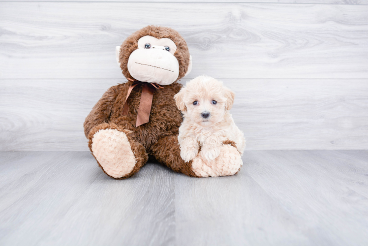 Hypoallergenic Maltepoo Poodle Mix Puppy