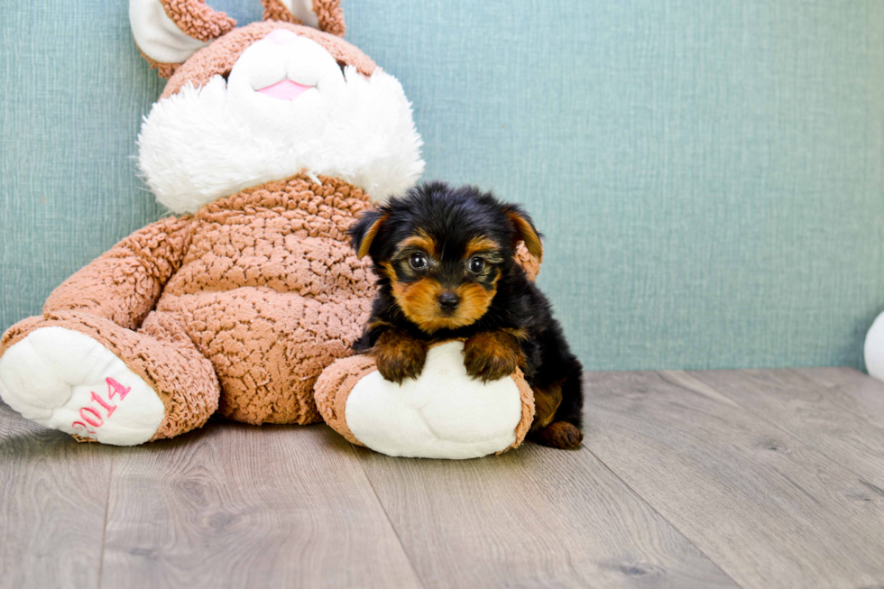 Meet Timmy - our Yorkshire Terrier Puppy Photo 